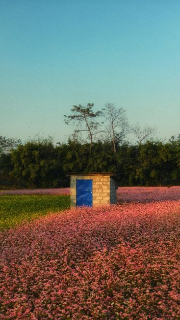 Detail Foto Ladang Bunga Yang Indah Number 13