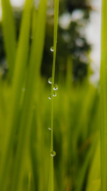 Detail Foto Hujan Di Tengah Sawah Number 15