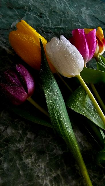 Detail Gambar Bunga Tulip Warna Warni Number 6