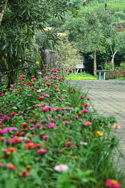 Detail Foto Taman Bunga Yang Indah Number 9