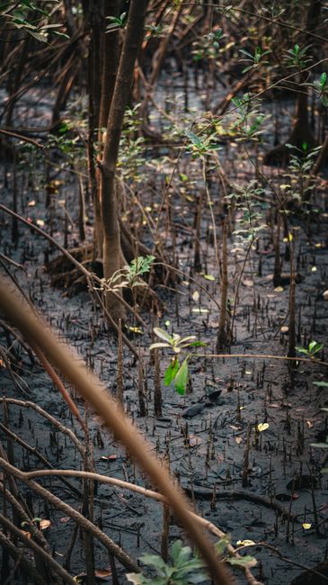 Detail Gambar Hutan Mangrove Yang Lestari Number 2