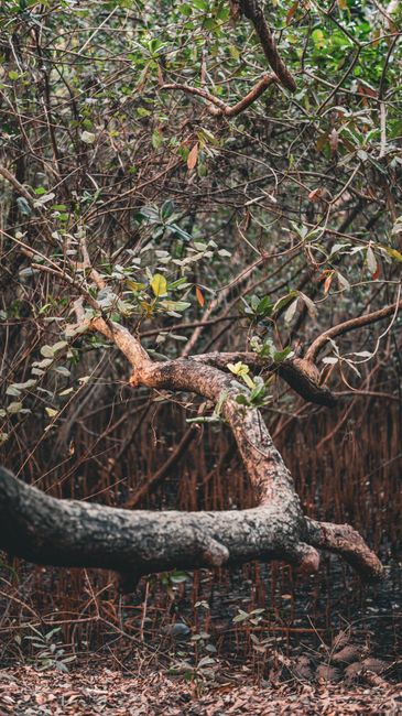 Detail Gambar Hutan Mangrove Yang Lestari Number 15