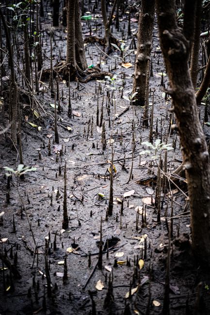 Gambar Hutan Mangrove Yang Lestari