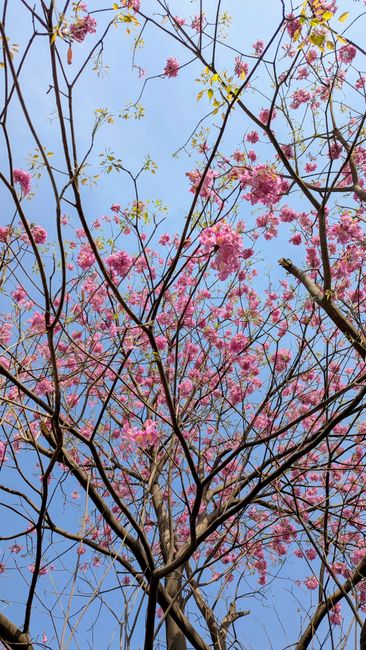 Detail Wallpaper Bunga Sakura Hd Number 17