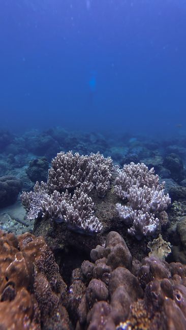 Detail Foto Terumbu Karang Yang Sehat Number 2