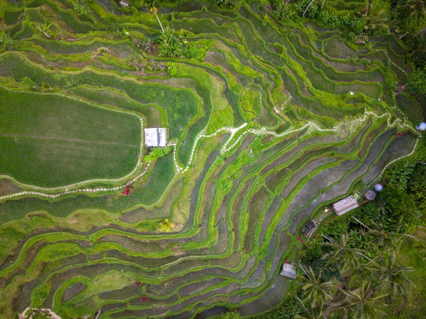 Gambar Sawah Jatiluwih Bali