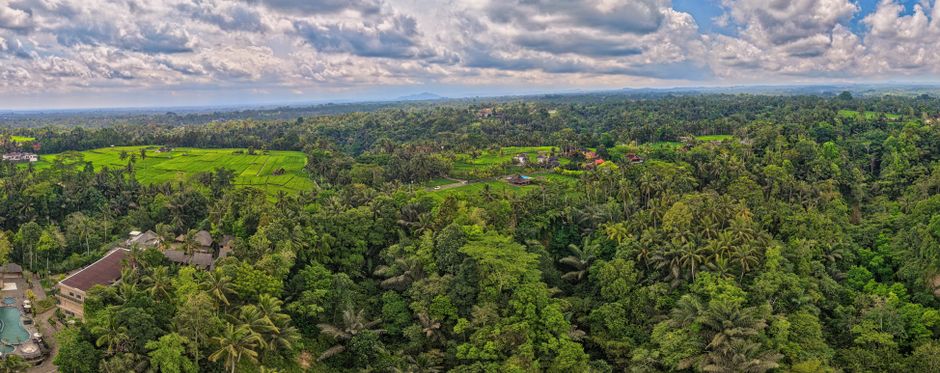 Detail Gambar Panorama Hutan Tropis Number 10
