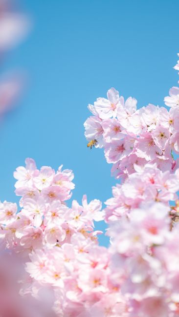 Detail Wallpaper Bunga Sakura Hd Number 14
