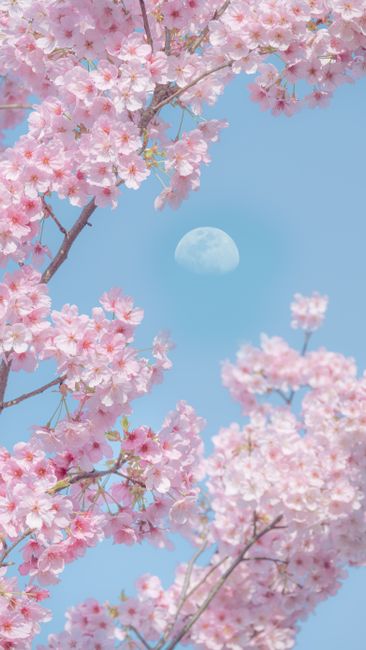 Detail Wallpaper Bunga Sakura Hd Number 16