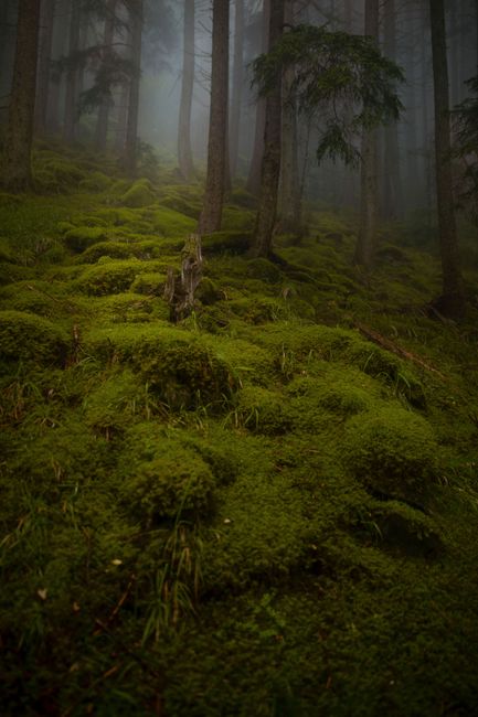 Foto Hutan Berkabut Yang Indah