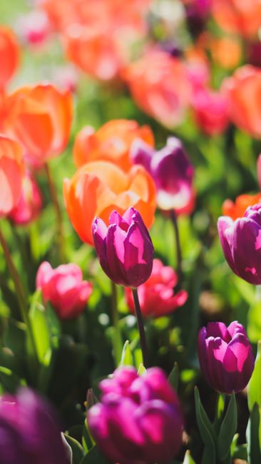 Detail Gambar Bunga Tulip Warna Warni Number 17
