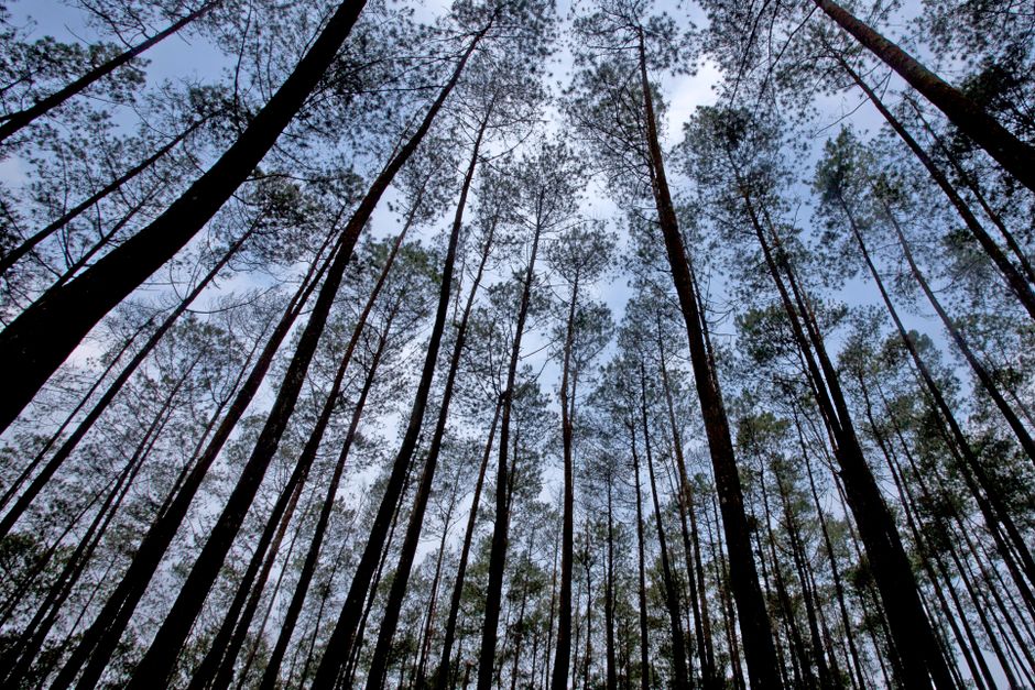 Detail Gambar Hutan Pinus Untuk Background Number 5