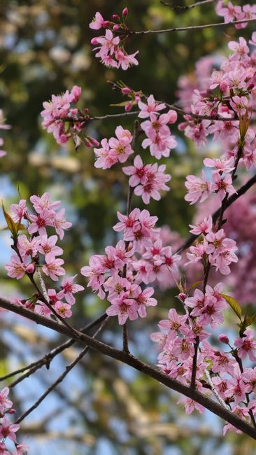 Detail Foto Bunga Sakura Saat Mekar Number 8