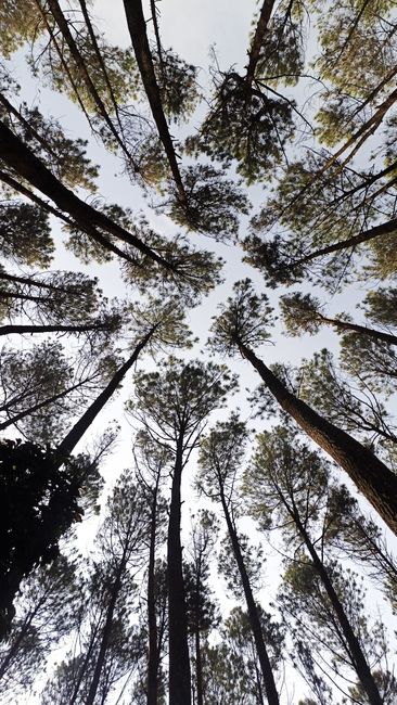 Detail Wallpaper Hutan Untuk Layar Hp Number 14