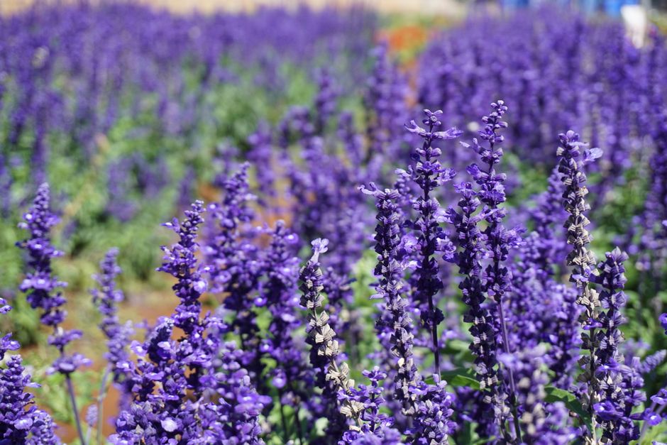 Detail Gambar Bunga Lavender Di Kebun Number 16