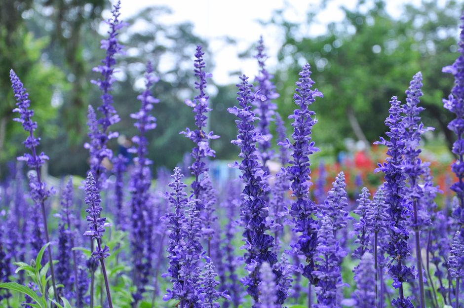 Detail Gambar Bunga Lavender Di Kebun Number 14