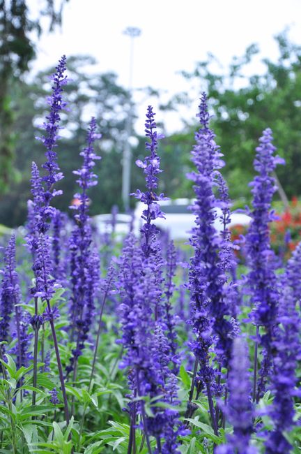 Detail Gambar Bunga Lavender Di Kebun Number 8