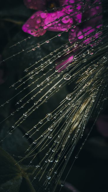 Foto Makro Bunga Dengan Embun