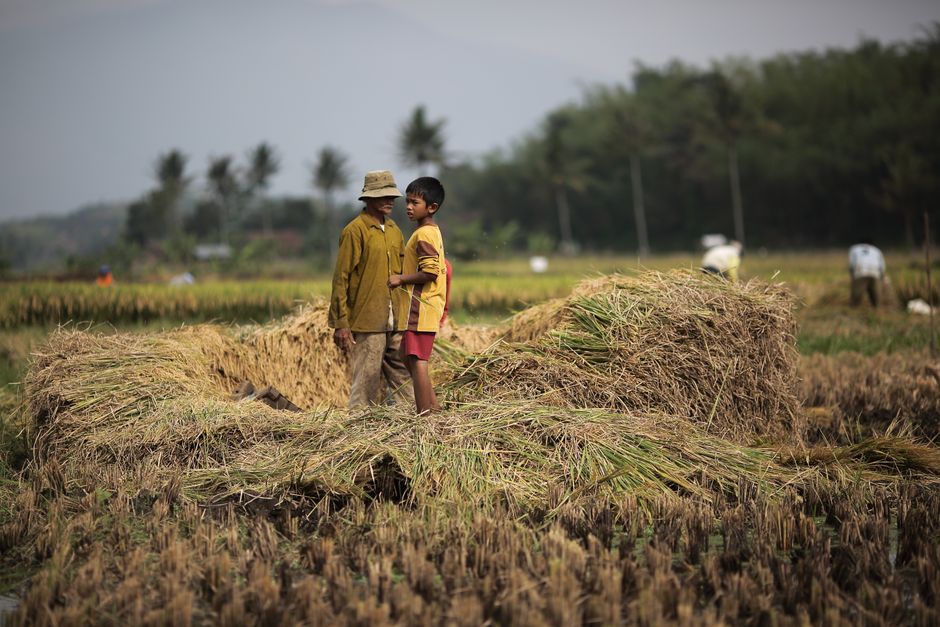 Detail Gambar Sawah Menguning Saat Panen Number 5