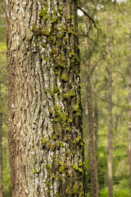 Wallpaper Hutan Untuk Layar Hp 142a