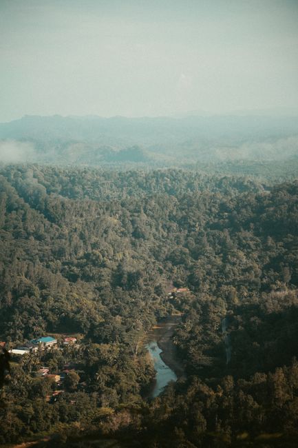 Detail Gambar Hutan Dengan Sungai Kecil Number 8