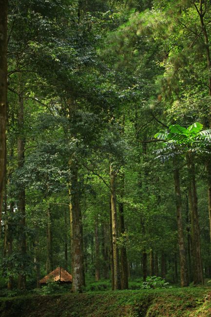 Detail Background Hutan Hijau Resolusi Tinggi Number 14