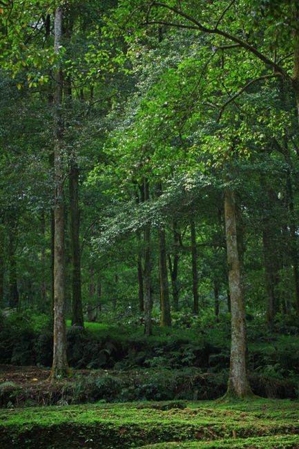 Detail Background Hutan Hijau Resolusi Tinggi Number 6
