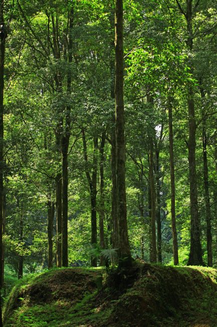 Detail Gambar Ekosistem Hutan Yang Mudah Number 17