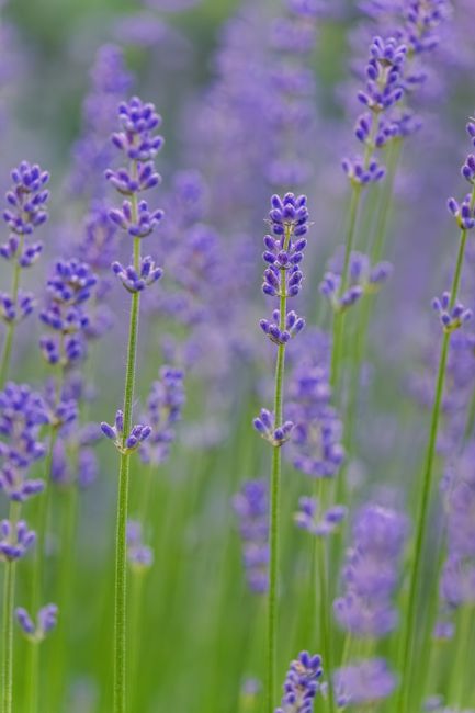 Detail Gambar Bunga Lavender Di Kebun Number 11