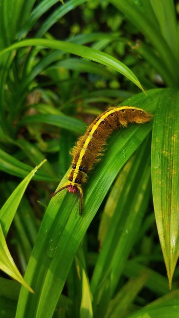 Foto Fauna Indonesia Di Alam Liar