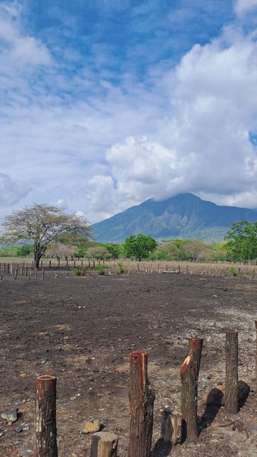 Detail Foto Savana Baluran Yang Indah Number 4