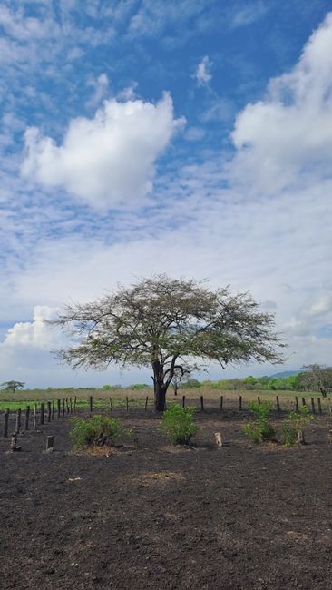 Detail Foto Savana Baluran Yang Indah Number 5