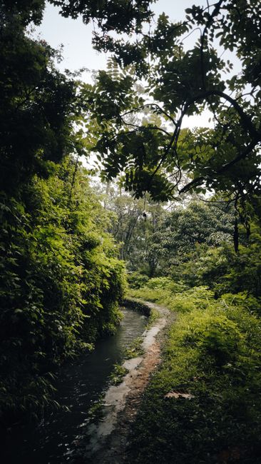 Detail Gambar Hutan Dengan Sungai Kecil Number 7