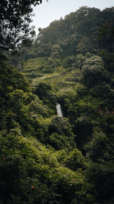 Detail Foto Air Terjun Dengan Hutan Tropis Number 10