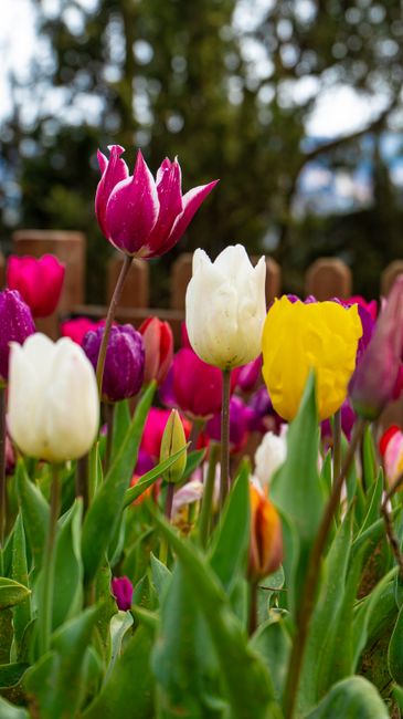 Detail Gambar Bunga Tulip Warna Warni Number 11
