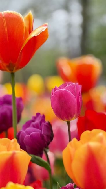 Detail Gambar Bunga Tulip Warna Warni Number 12