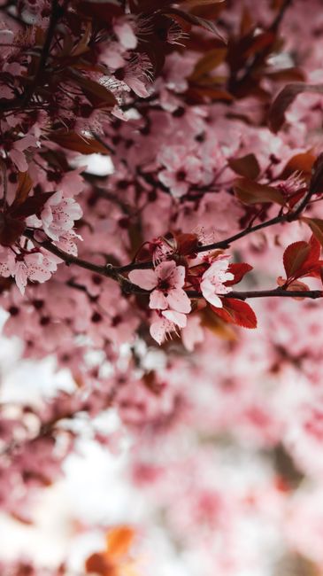 Detail Wallpaper Bunga Sakura Hd Number 11