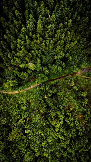 Detail Foto Pemandangan Hutan Dari Atas Number 10