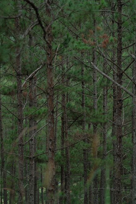 Detail Gambar Hutan Pinus Untuk Background Number 11