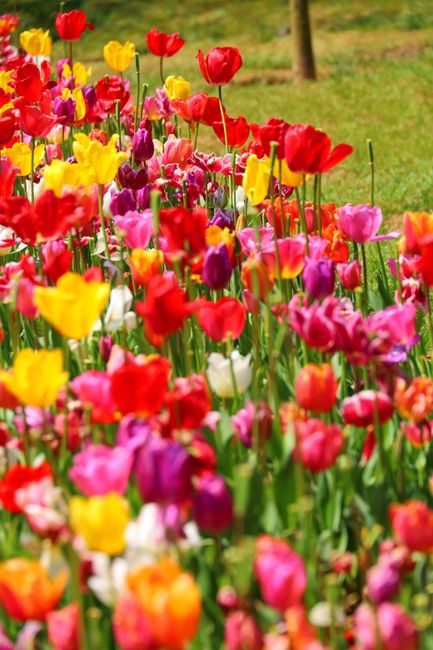 Detail Gambar Bunga Tulip Warna Warni Number 8
