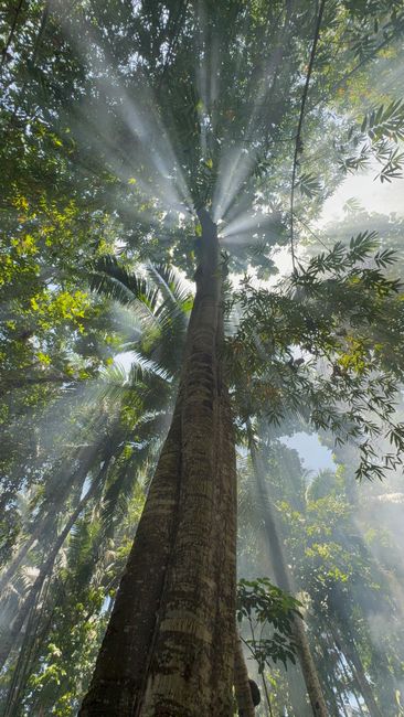 Detail Gambar Panorama Hutan Tropis Number 13