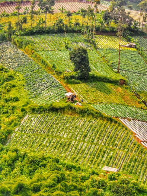 Detail Foto Kebun Organik Yang Hijau Number 7