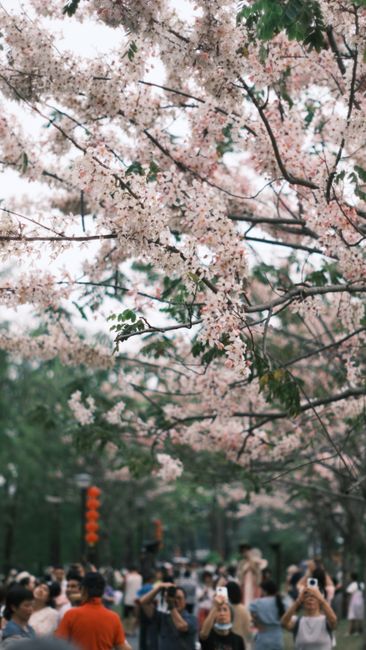 Detail Foto Bunga Sakura Saat Mekar Number 11