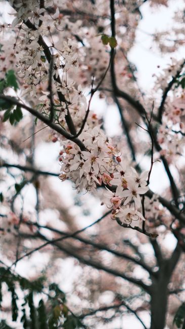 Detail Foto Bunga Sakura Saat Mekar Number 12