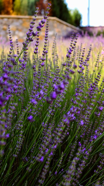 Detail Gambar Bunga Lavender Di Kebun Number 15