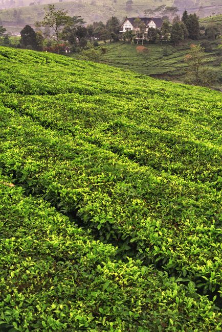 Detail Gambar Kebun Teh Yang Hijau Number 9