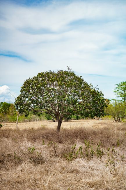Detail Foto Savana Baluran Yang Indah Number 15