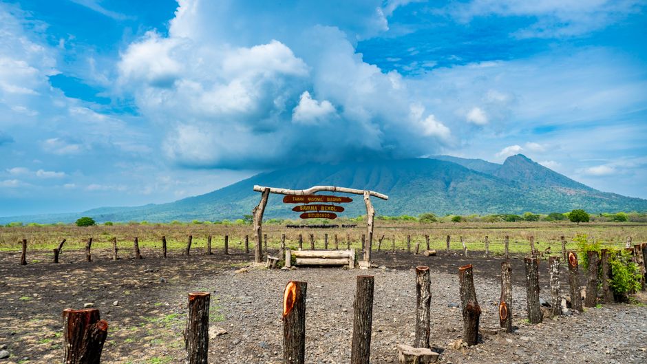 Detail Foto Savana Baluran Yang Indah Number 13