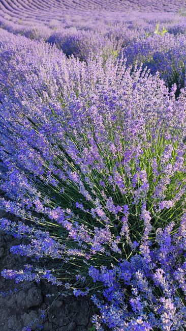 Detail Gambar Bunga Lavender Di Kebun Number 10