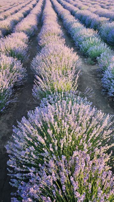 Detail Gambar Bunga Lavender Di Kebun Number 13
